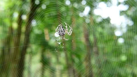 Crusader Garden He Did Spider Insect Quits Builder