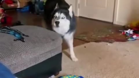 Funny dog