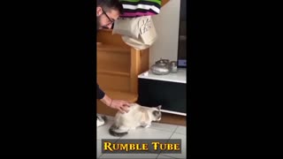 How cat | can fast reaction | #pets #cat #Entertainment #rumble