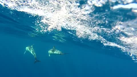 Dolphins Swimming in Open Ocean