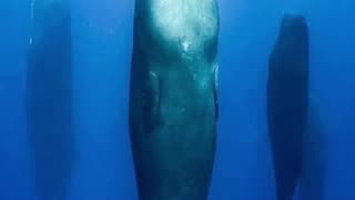 How Sperm Whales Sleep