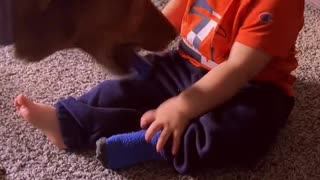 Muffin the Dog Takes Baby's Socks off