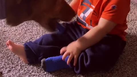 Muffin the Dog Takes Baby's Socks off
