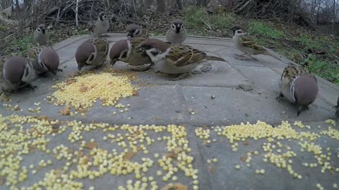 Bird lunch