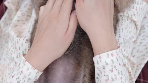 A person petting a dog