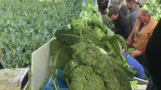 harvest season in netherland