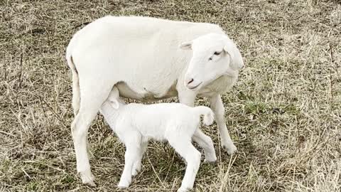 First time mother with ewe lamb
