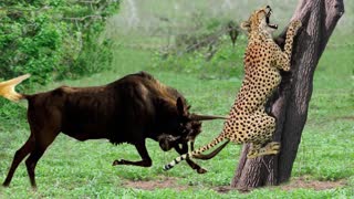 Cheetah Die Tragic When They Dare To Despise Prey Cheetah vs Wildebeest, Zebra, Buffalo