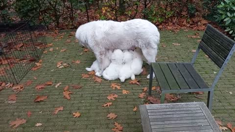 Maremma pupjes Parcodaini