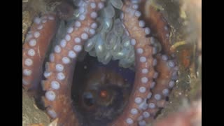 Night Momma Octopus raising her babies
