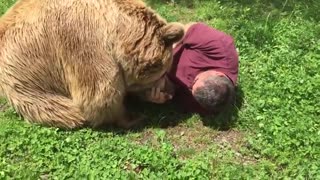 Bear Purrs Contentedly After Snuggling With Favorite Human