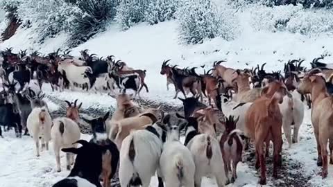 Snow camel walks with the goats