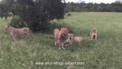 Warthog runs right into pride of loins