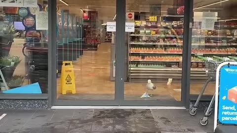 Snack heist at the local shop!” 🐦🍪 😭Via @pubity