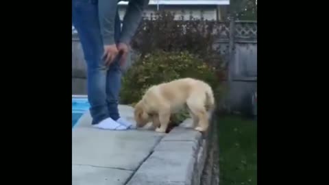 The dog climb on the stone wall to go to his owner 🥰🥰