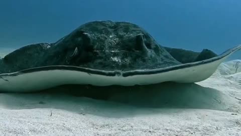 HUGE STINGRAY 💙