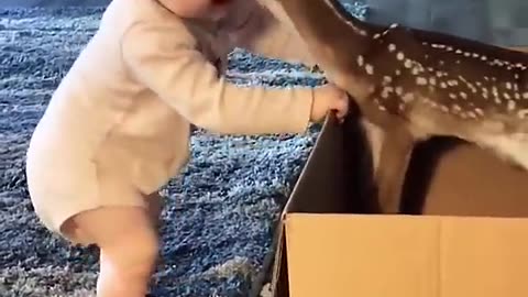 The baby and the deer