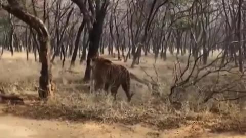 Fierce fight between two tigers over territory #shorts #shortsvideo #video #viral