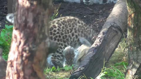 Extraños cachorros de leopardos del amur fascinan a espectadores de un zoo