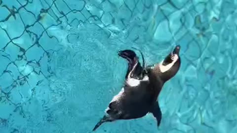 I think you'll be here tomorrow, Penguin