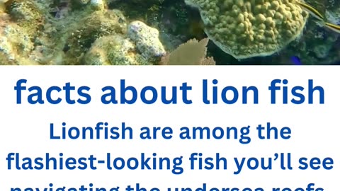 facts about lion fish....1/13.