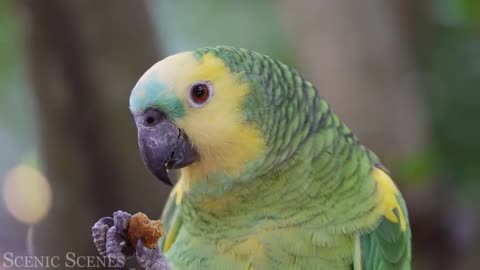 Exotic Birds - Beautiful Bird Sounds In Rainforest | Jungle Sounds |