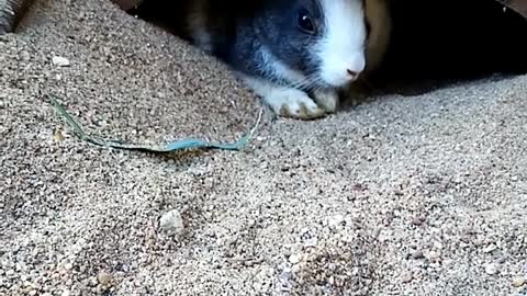 🐰💖🐇Adorable Baby Rabbits 🐇💖🐰