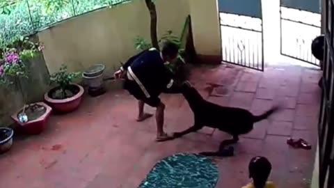 The Dog Played Dead And Saved The Baby Girl #shorts #shortvideo #youtubeshorts #video #virals