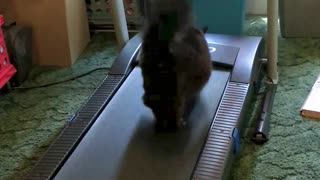 Kitty Loves the Treadmill