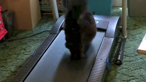 Kitty Loves the Treadmill