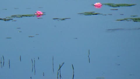 Water Lilies