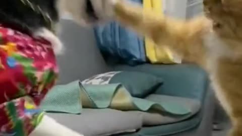 This cat knows Chinese kung fu