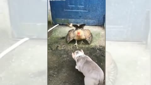 Chicken VS Dog Fight - funny dog fight videos