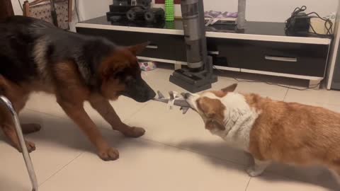 The tug of war between my two dogs has begun.