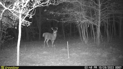 Whitetail Deer Behavior