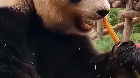cute panda vdo.