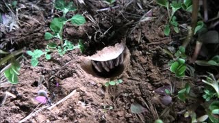 Trapdoor Spider Embraces A Moth