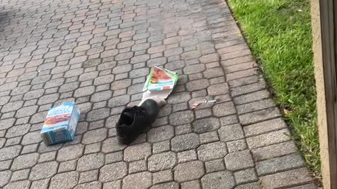 Bear Steals Food From My Fridge