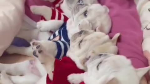 Cute baby watch video with puppies