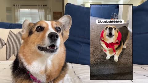 Corgis React to their Viral TikToks!