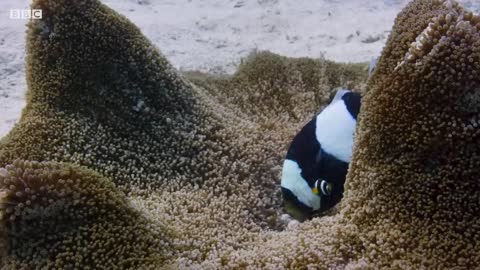 Amazing Clownfish Teamwork | Blue Planet II | BBC Earth