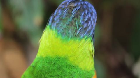 Colored parrot