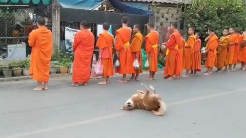 FUNNY DOG DANCE WHILE MONKEYS ARE PRAYING IN THE STREET