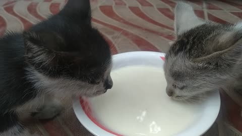 milk eat for cat