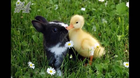 10 unusual animal friendships. You must love these cute animals 😍😍😍