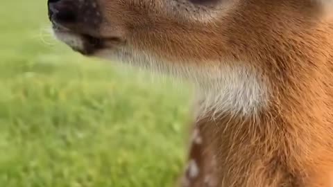 Playfulness of a beautiful deer