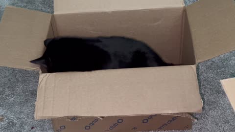 Adopting a Cat from a Shelter Vlog - Cute Precious Piper Thoroughly Inspects Shipping Materials