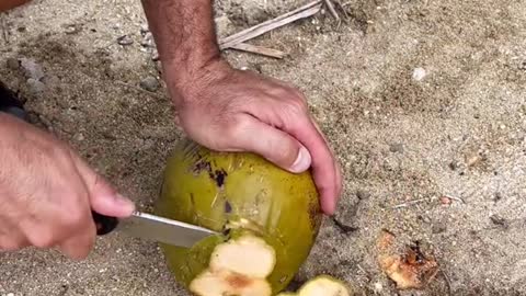 Opening up a coconut 🥥 ##coconuts