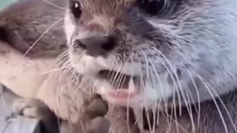 Funny animal #viral #trending #funny