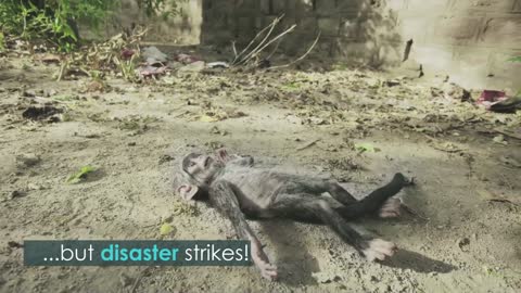 Monkey Troop Mourns the Death of Baby Together